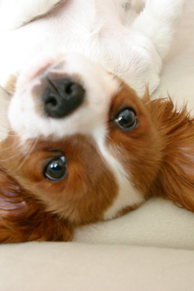 Ушастый кавалер кинг чарльз спаниель