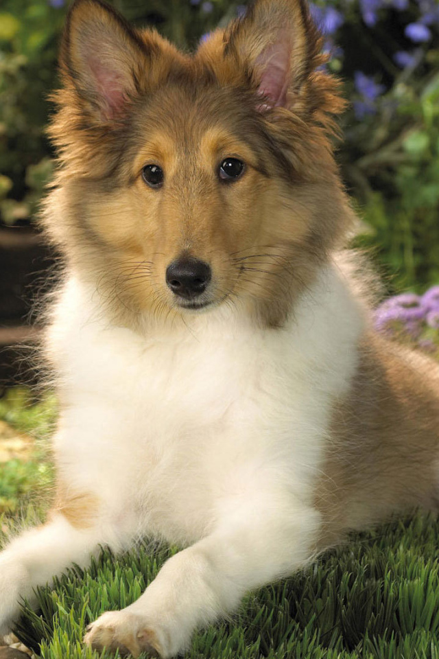 Eared puppy collie