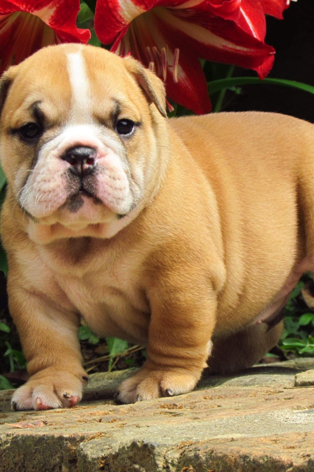 Английский бульдог под цветком