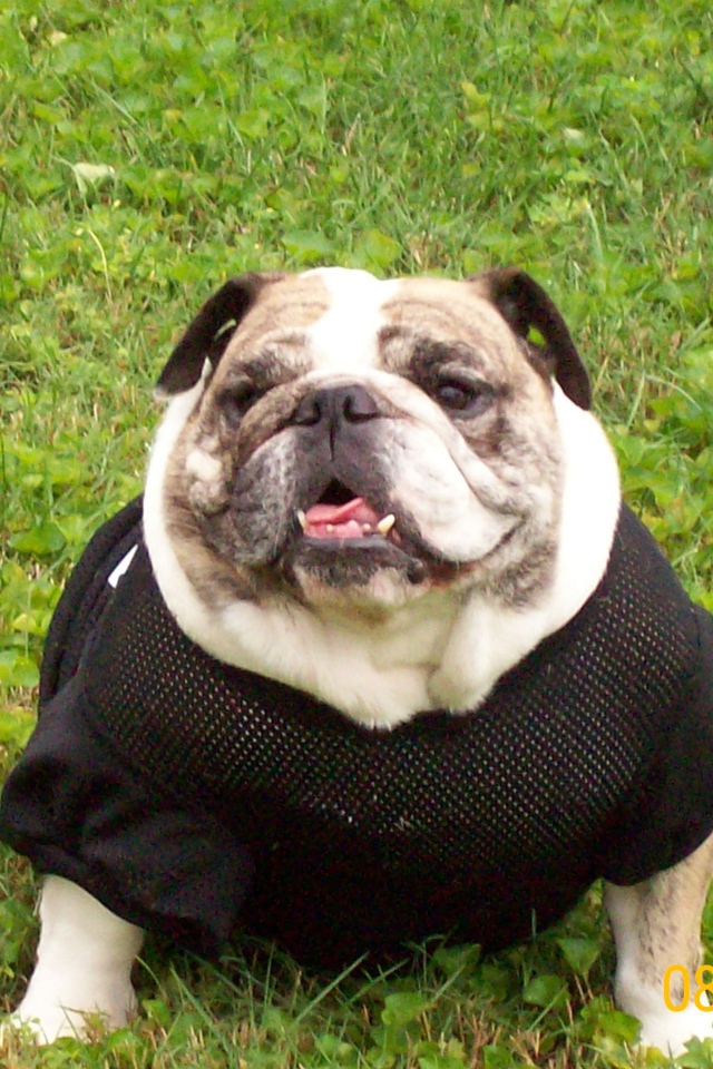 Английский бульдог в одежде