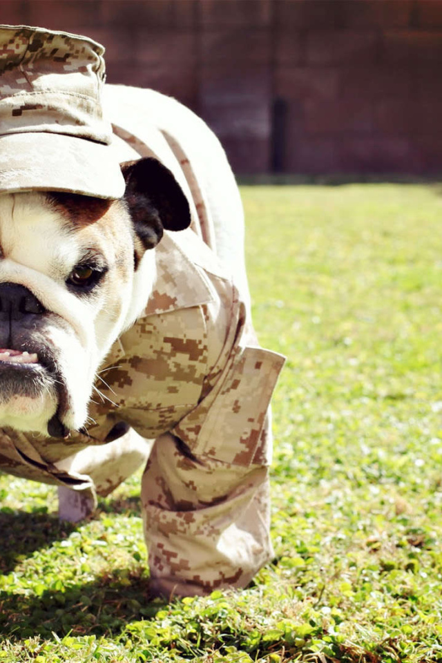 Английский бульдог в военной форме