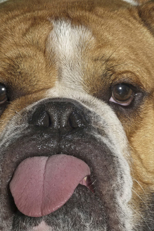 Английский бульдог показывает язык