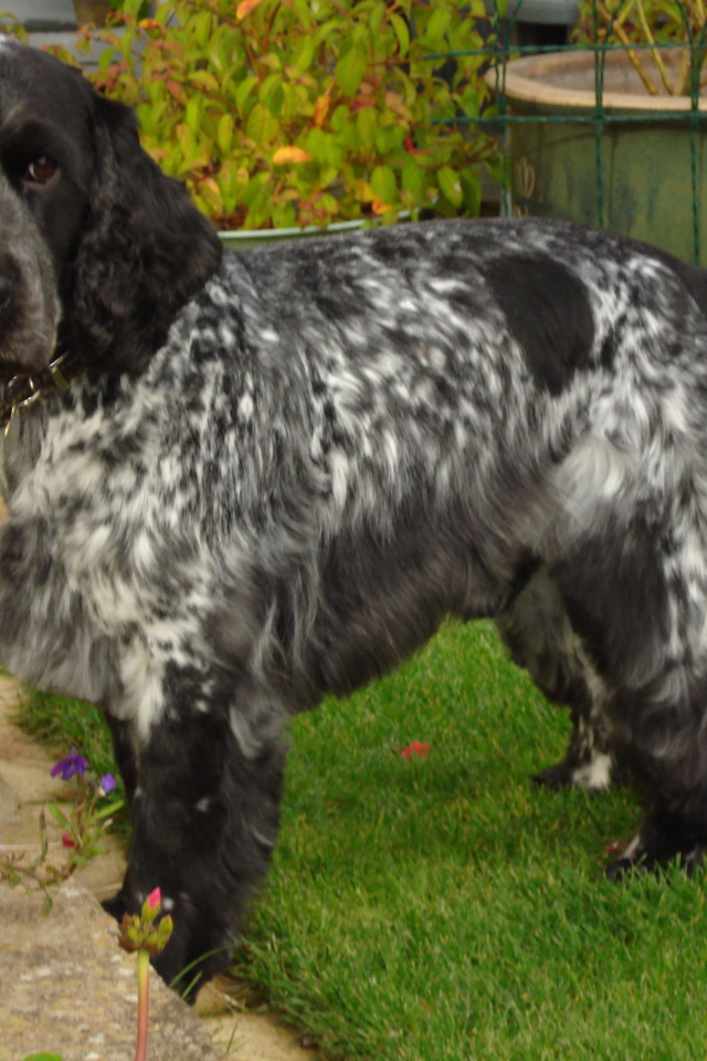 Английский кокер спаниель в саду