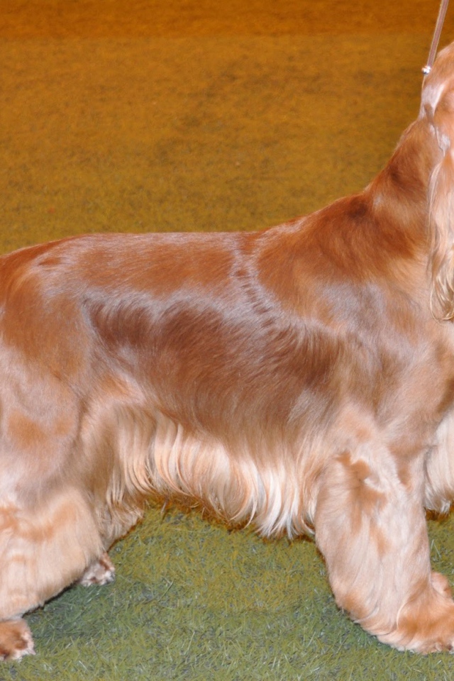 Английский кокер спаниель смотрит на хозяина