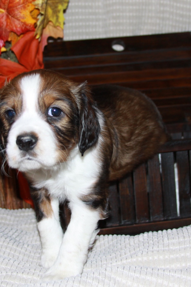 Собака английский спрингер спаниель вылез из корзинки