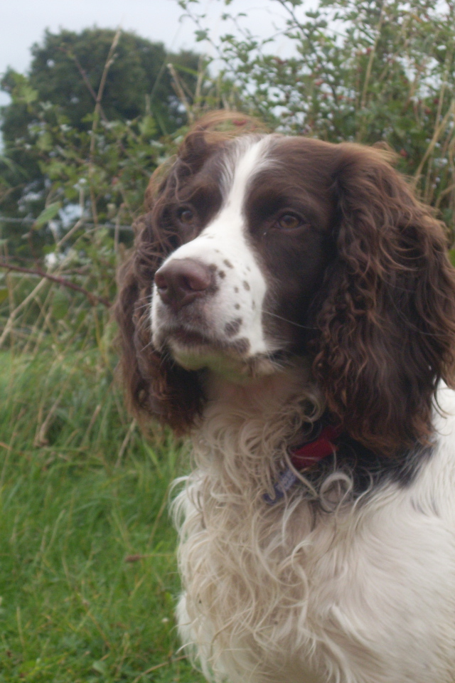 Английский спрингер спаниель на охоте