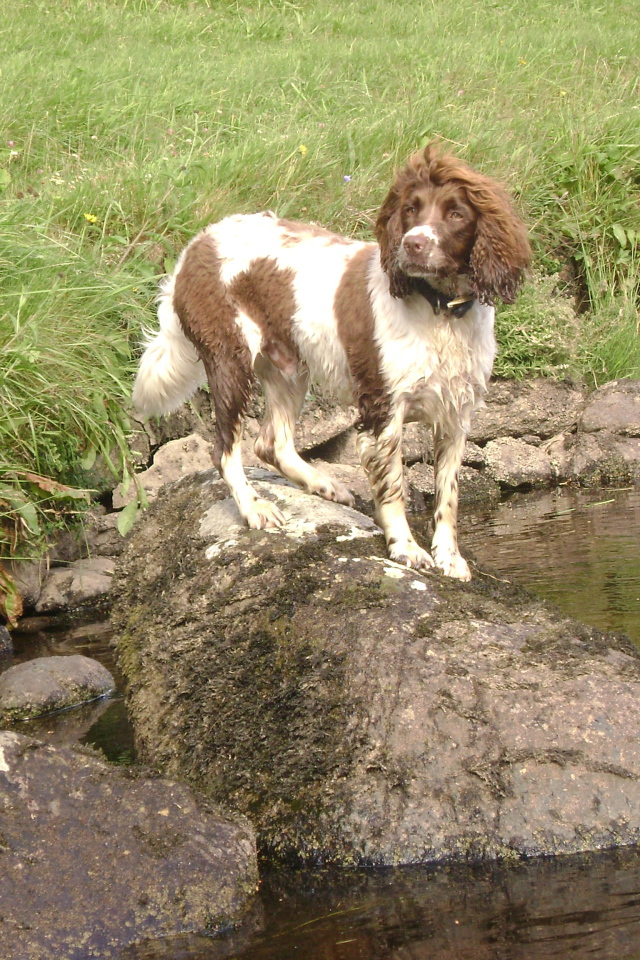 Английский спрингер спаниель на камне