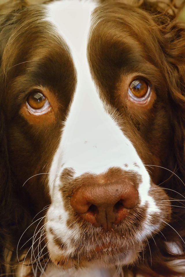 Доверчивый английский стрингер спаниель