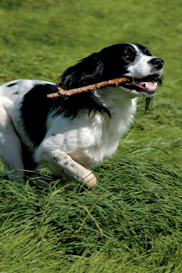 Английский спрингер спаниель с палкой