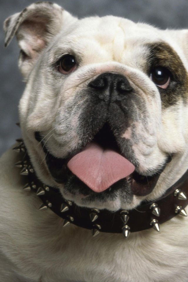 Английский бульдог 