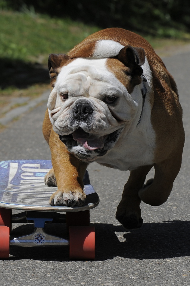 Английский бульдог на скейте
