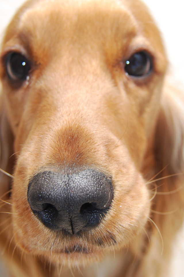 Английский кокер спаниель