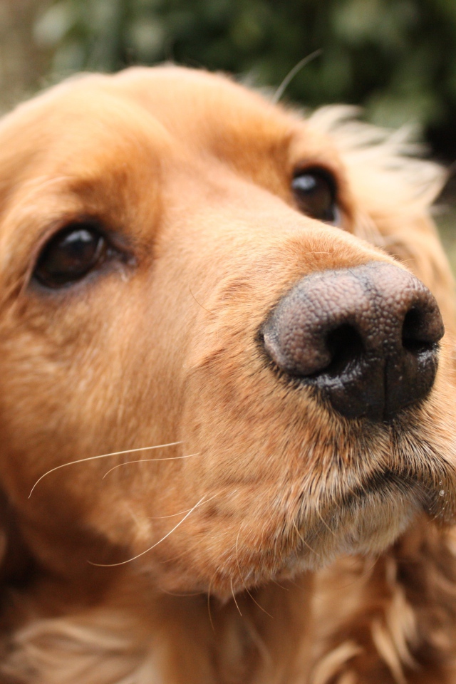 Выразительный взгляд спаниеля