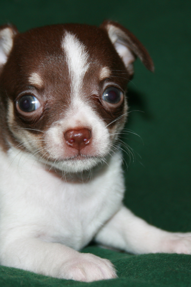 Глазастый щенок бивер йорк