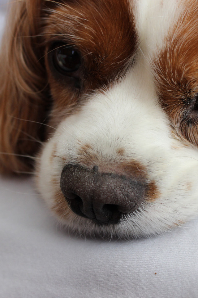 Глаза кавалер кинг чарльз спаниеля