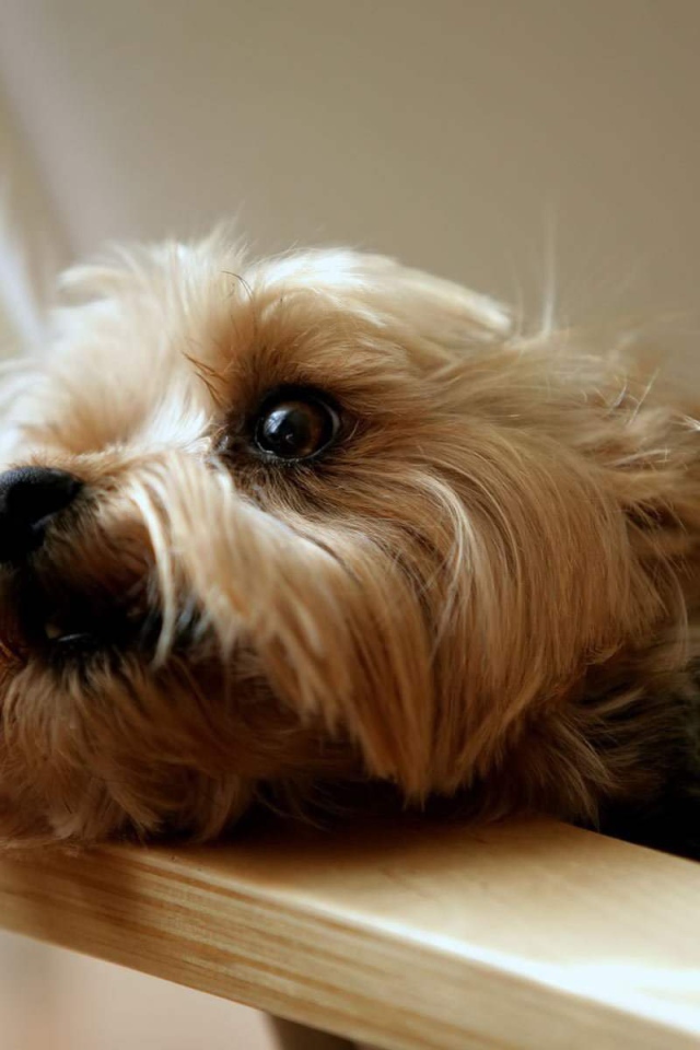 Глаза йоркширского терьера