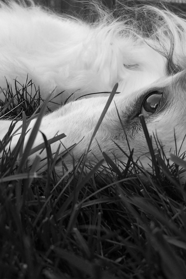 Глаза борзой собаки