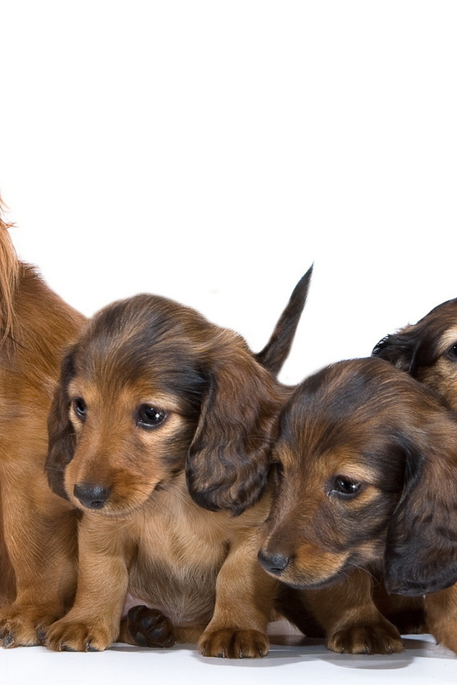 Семья собак такс