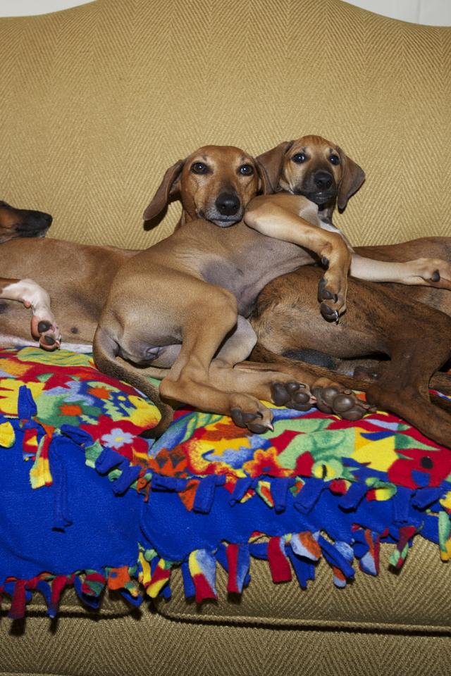 Семейство собак азавак