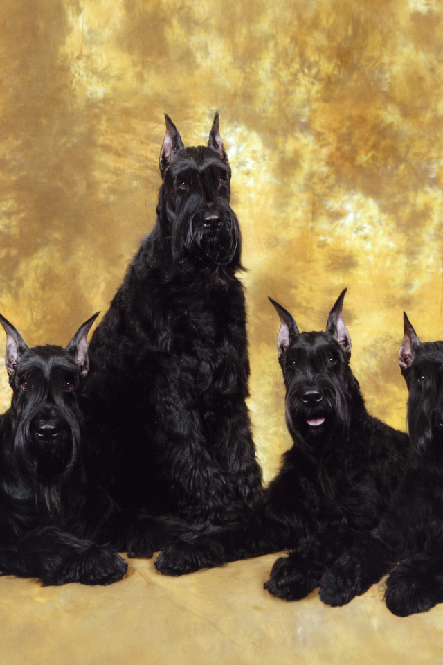 Семья черных шнауцеров