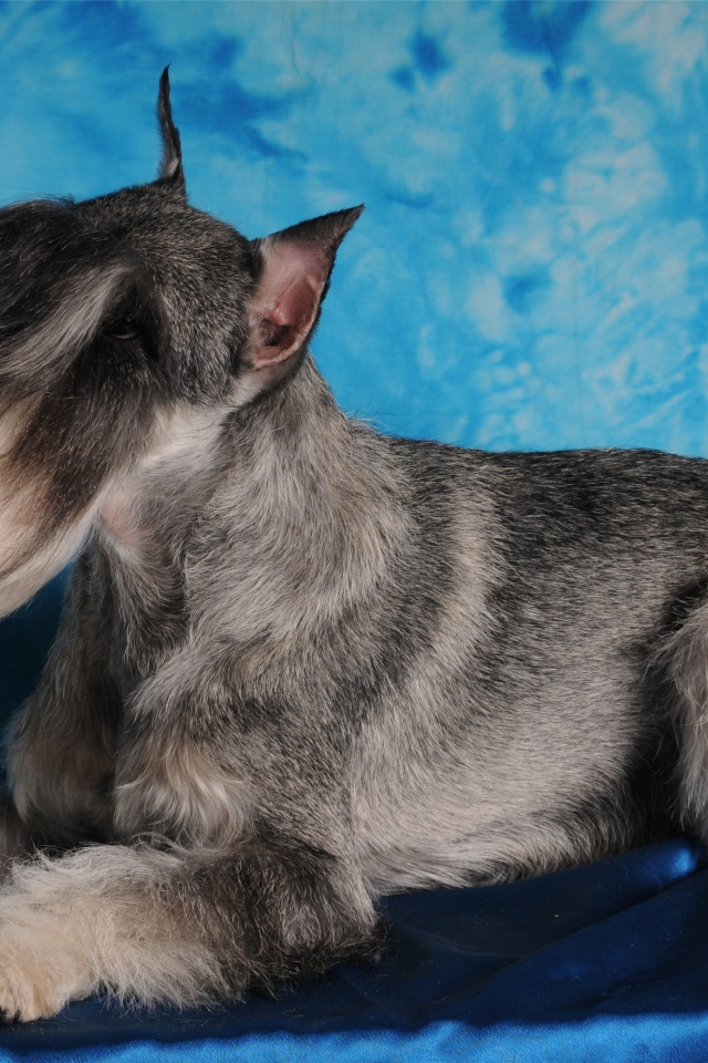 Фотомодель пес шнауцер