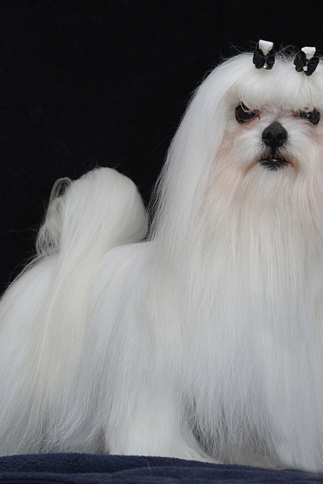 Модная мальтийская болонка