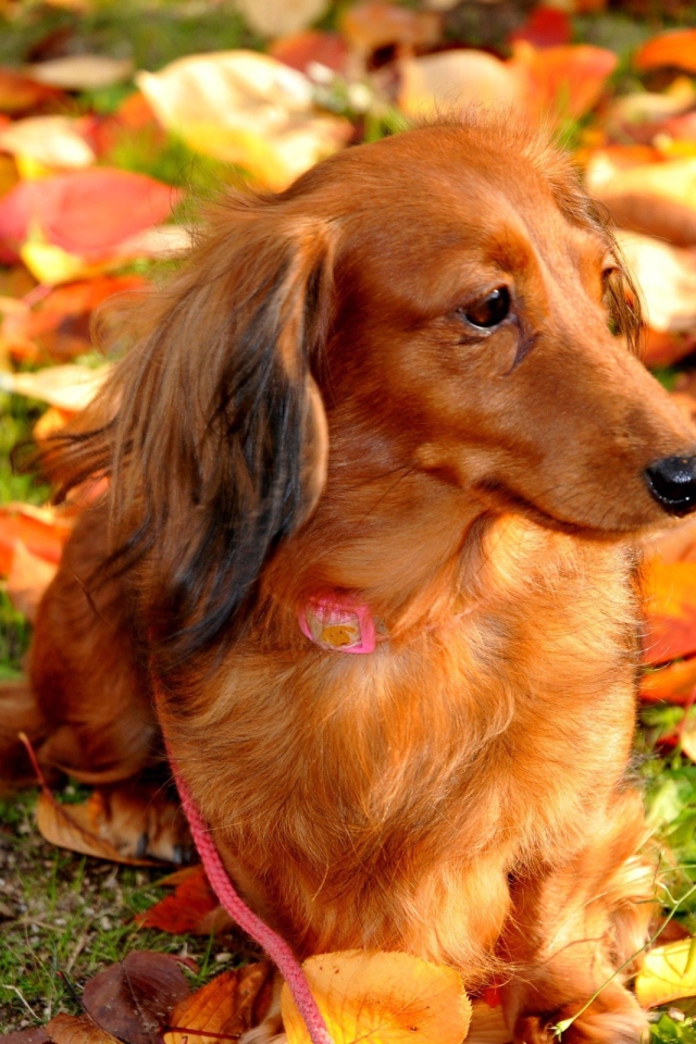 Такса cреди осенних листьев