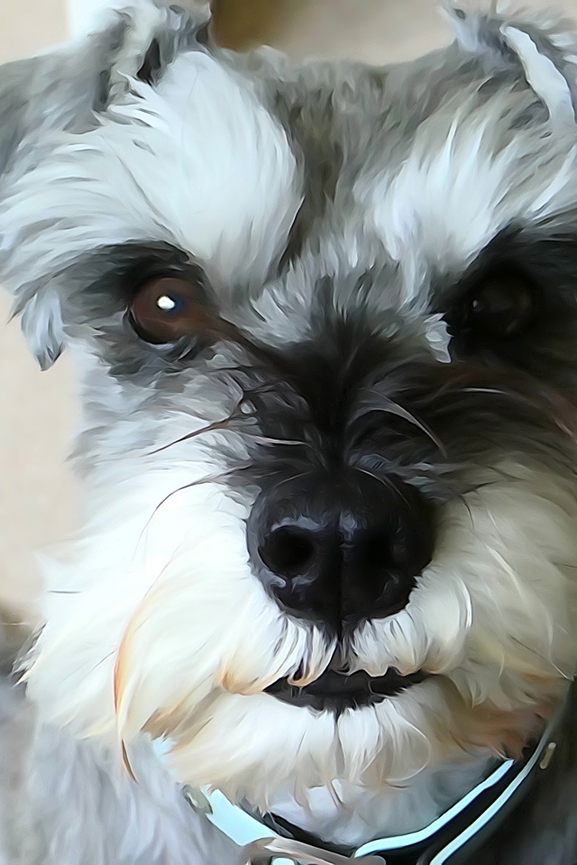 Рисунок собаки шнауцера