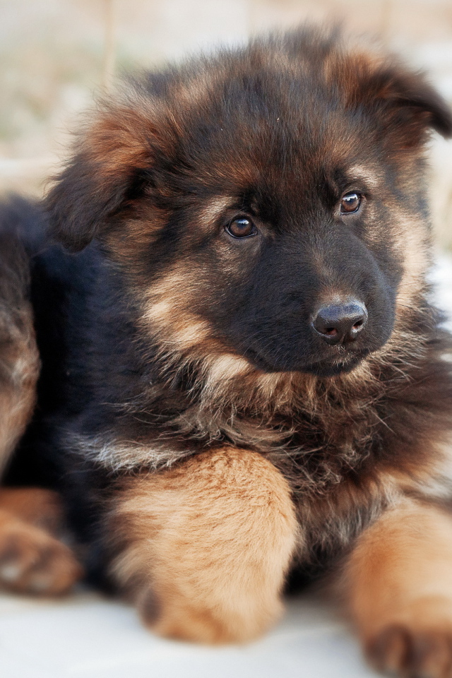 Пушистый щенок немецкой овчарки