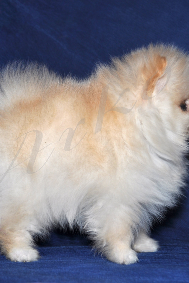 Пушистый белый шпиц на синем фоне