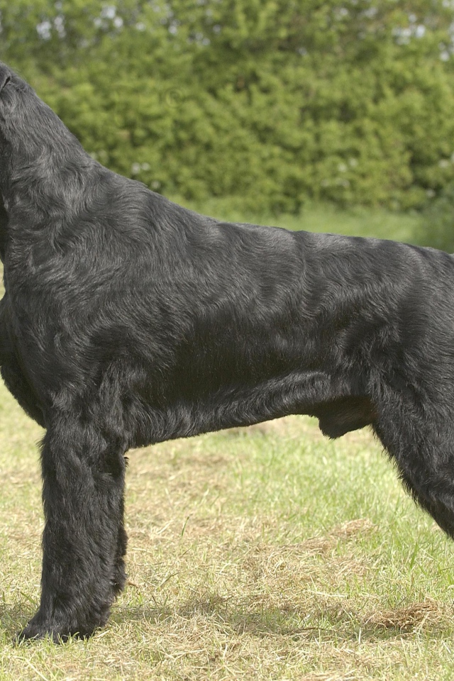 Черный пушистый шнауцер