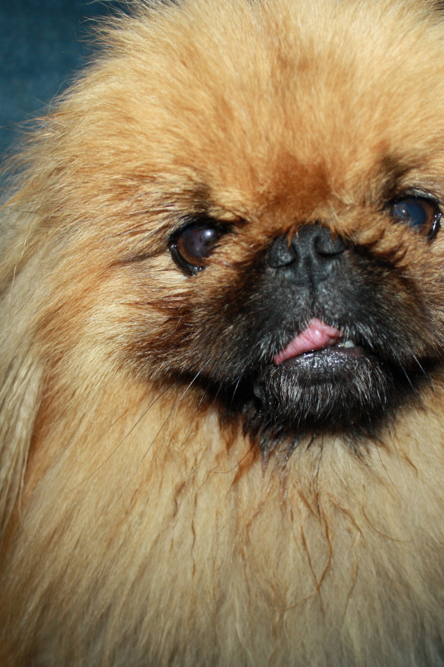 Пушистый коричневый пекинес