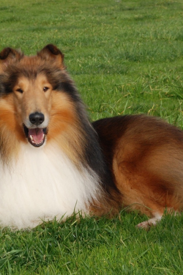 Пушистая колли отдыхает на газоне