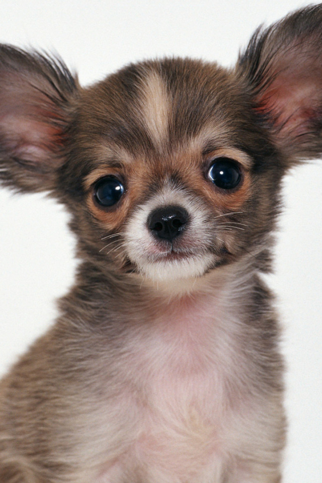 Пушистая собака чихуахуа