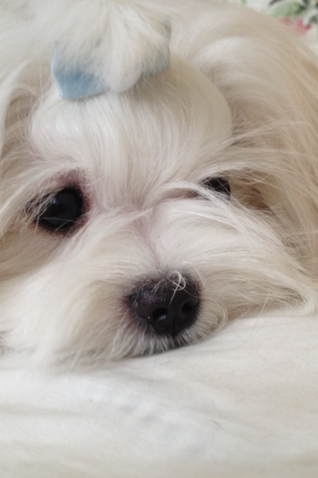 Пушистая болонка отдыхает