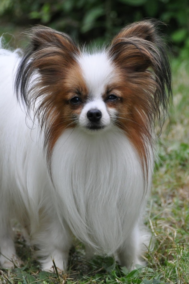 Пушистый папильон на траве