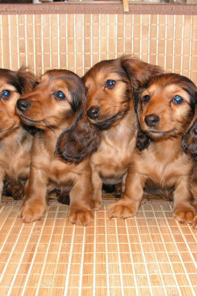 Пушистые щенки таксы