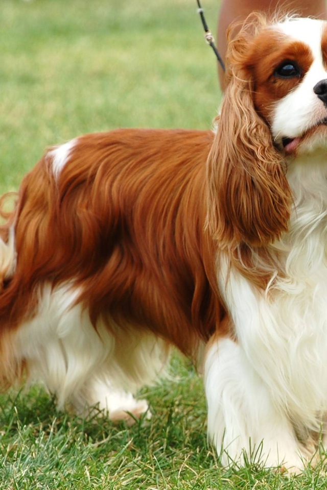 Пушистый спаниель на пирогулке