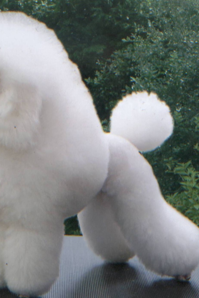 Белый пушистый пудель