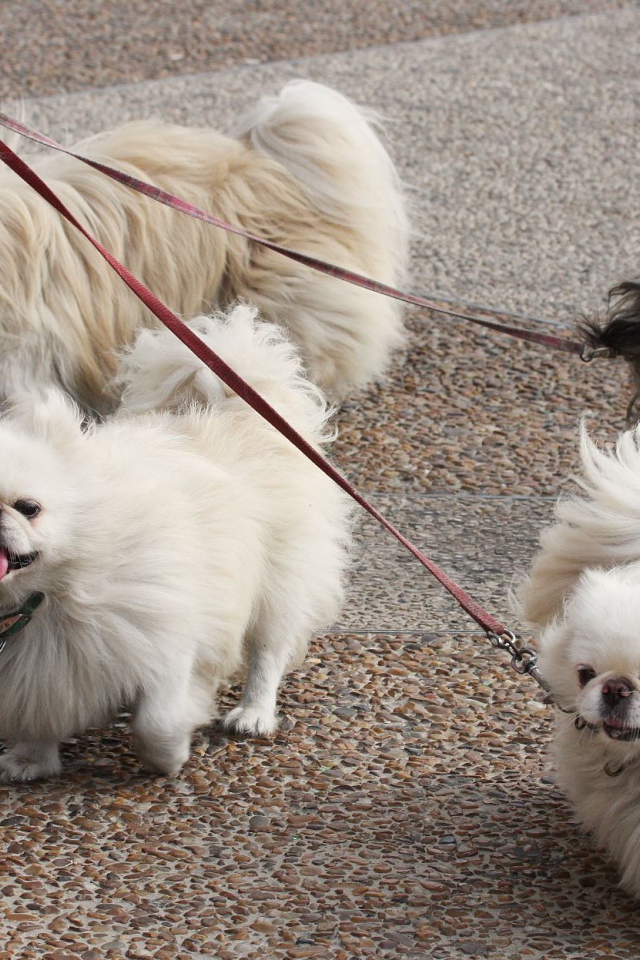 Четверка пекинесов на прогулке