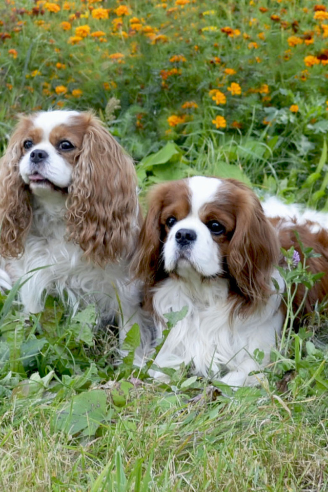 Четверка друзей спаниелей