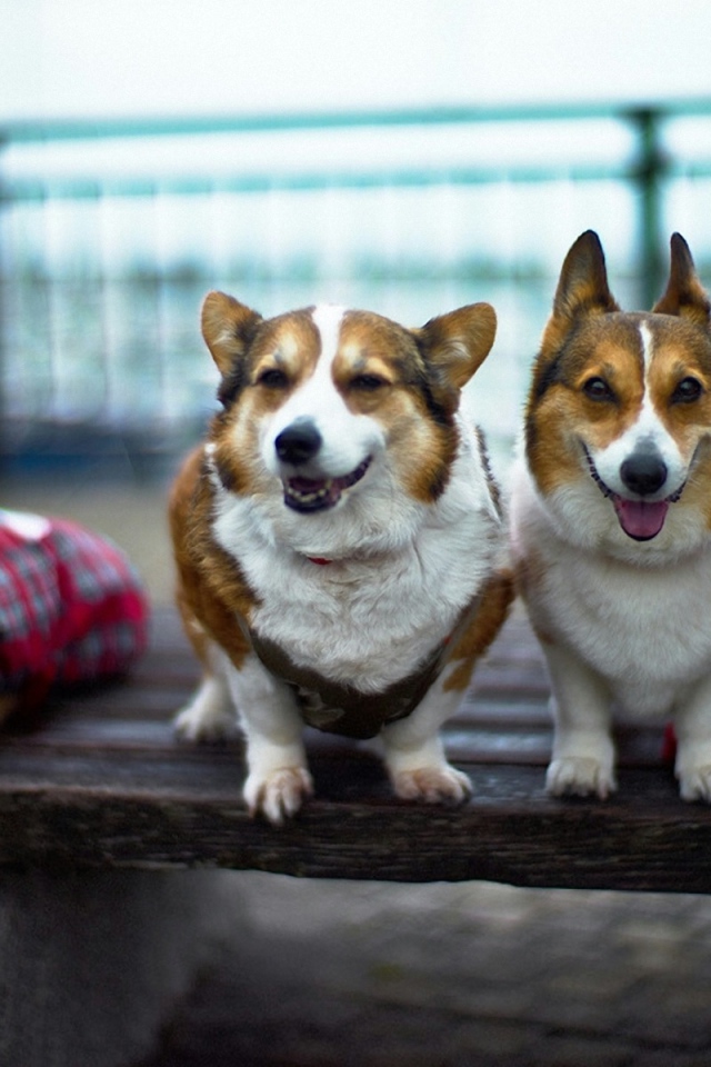 Четыре друга вельш-корги