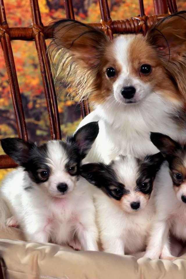 Французский Папильон с щенками