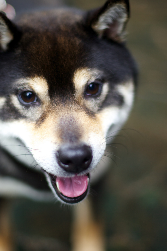 Дружелюбная собака