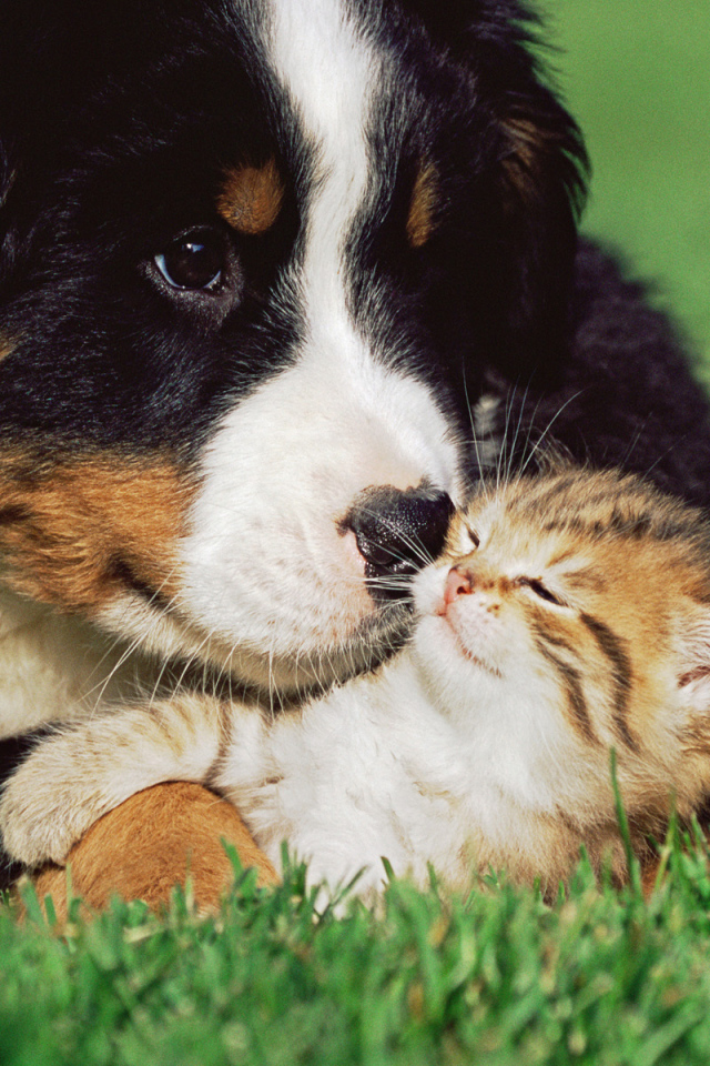 Дружба между собакой и котом