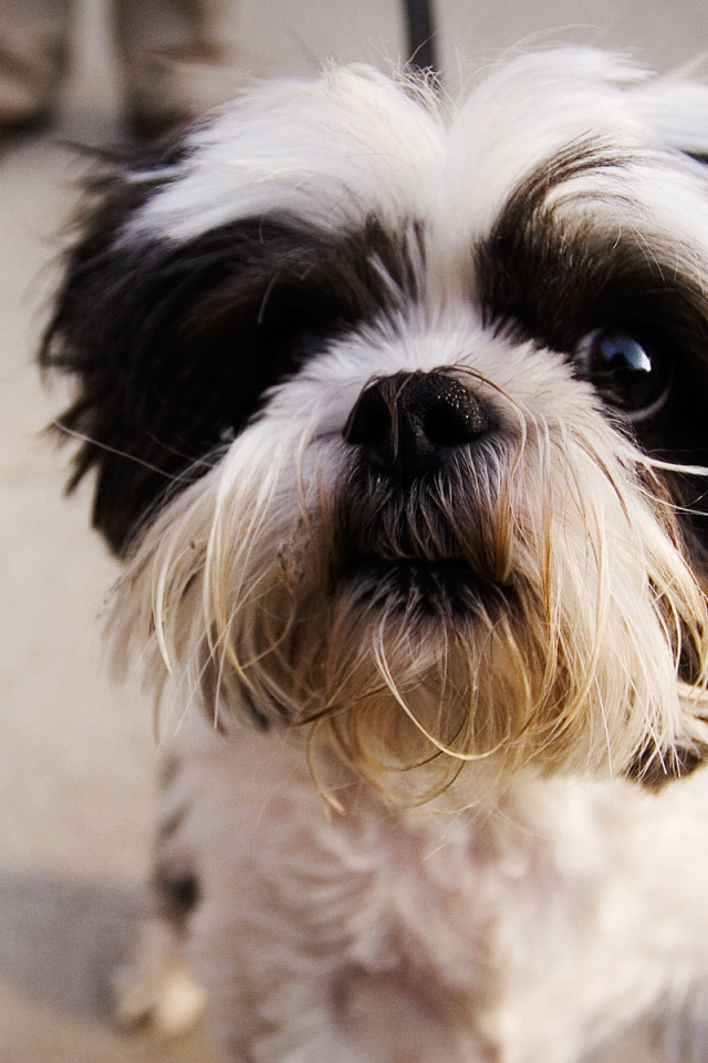 Испуганный взгляд шитцу