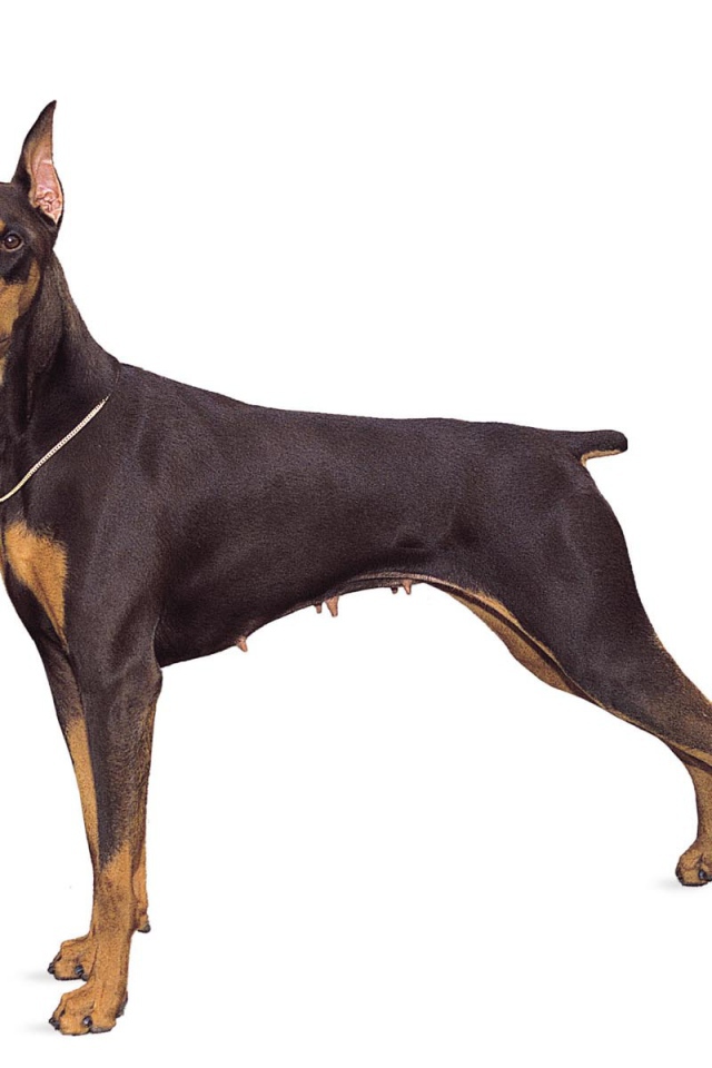 Стойка собаки добермана