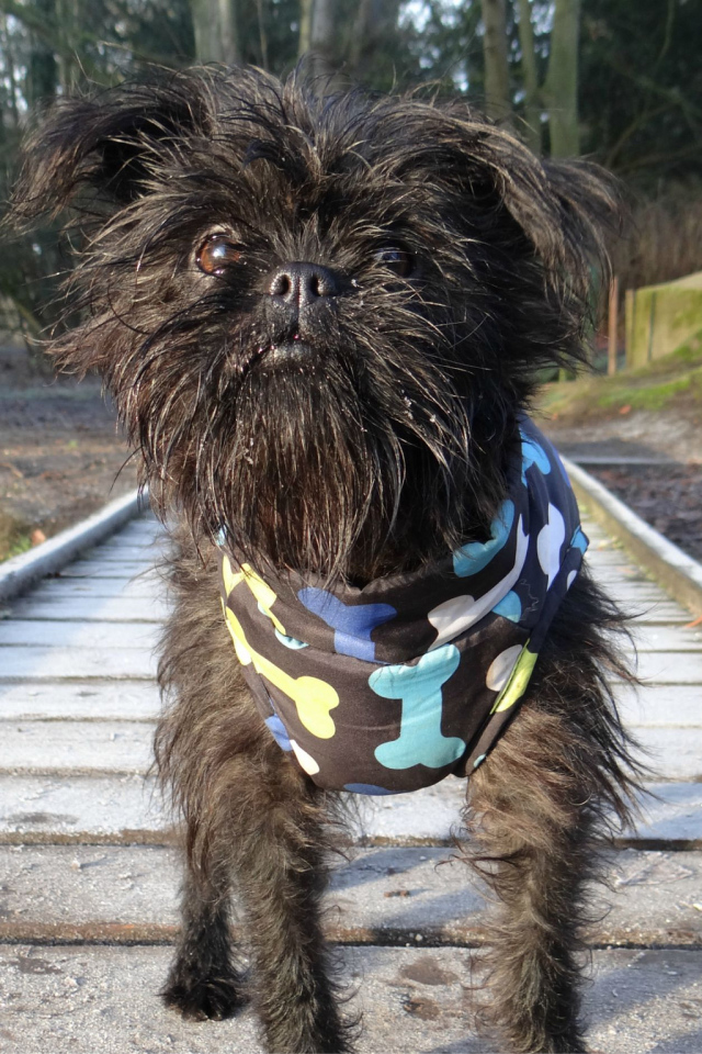 Забавный песик аффенпинчер