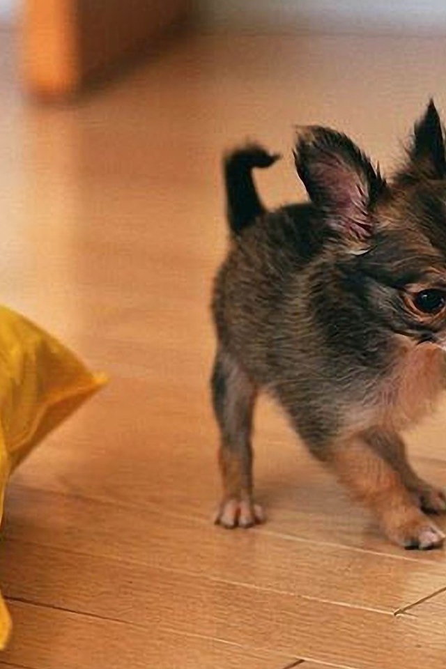 Забавный щенок чихуахуа играет