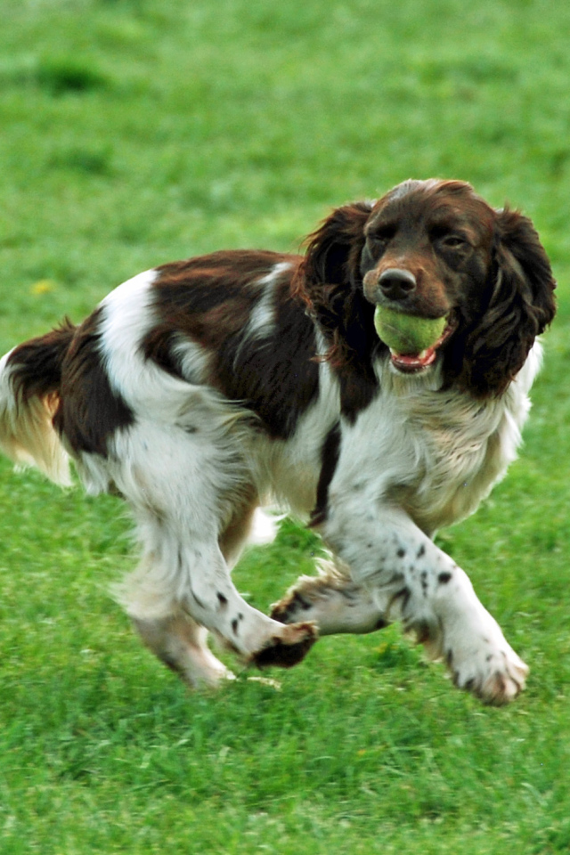 Забавный английский спрингер спаниель